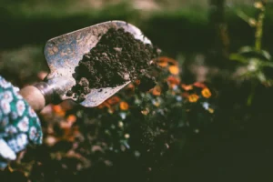 soil for peace lily