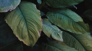 brown leaf of spathiphyllum peace lily