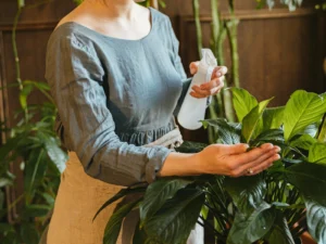 A lady watering a plant